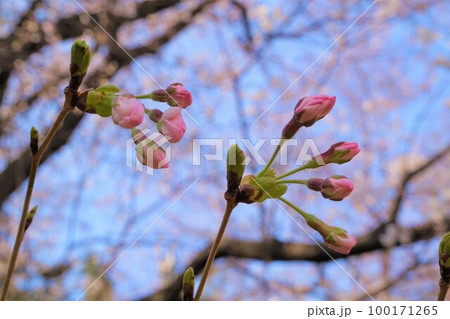 桜　ソメイヨシノ　空 100171265