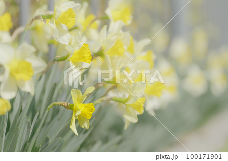 黄色いスイセンの花　3月 100171901
