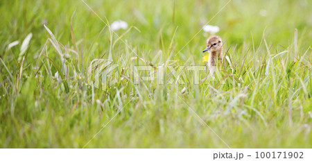 Juvenile black-tailed godwit (Limosa limosa) in a meadow Juvenile black-tailed godwit (Limosa limosa) in a meadow 100171902