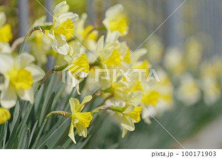 黄色いスイセンの花 3月 黄色いスイセンの花 3月 100171903