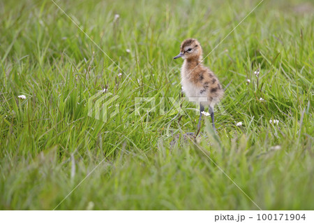 Juvenile black-tailed godwit (Limosa limosa) in a meadow 100171904