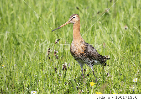 Black-tailed godwit (Limosa limosa) in a meadow of a polder in Eemnes (the Netherlands) 100171956