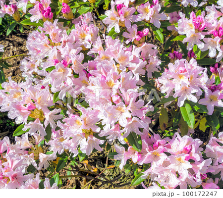 Decorative natural pink Rhododendron flowers background texture 100172247