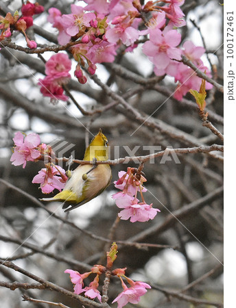 カワヅザクラとメジロ 佐倉城址公園 カワヅザクラとメジロ 佐倉城址公園 100172461