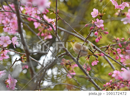カワヅザクラとメジロ 佐倉城址公園 カワヅザクラとメジロ 佐倉城址公園 100172472