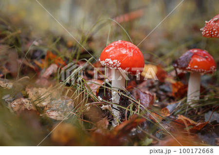 Amanita muscari, fly agaric beautiful red-headed hallucinogenic toxic mushroom. Amanita muscari, fly agaric beautiful red-headed hallucinogenic toxic mushroom. 100172668