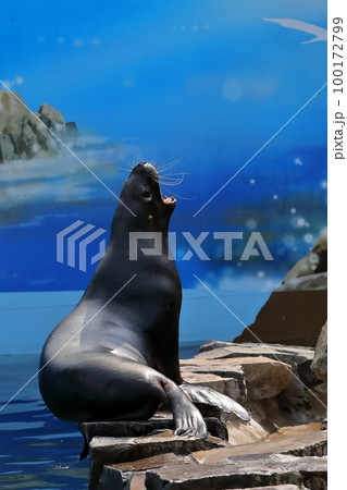 陸に上がり鳴くオタリア 100172799