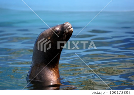 水面から顔を出したオタリアのメス 100172802