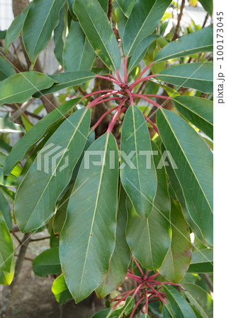 ユズリハの葉 100173045