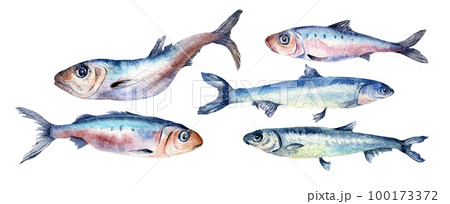 Set of sardines and anchovies watercolor illustration isolated on white background. Set of sardines and anchovies watercolor illustration isolated on white background. 100173372