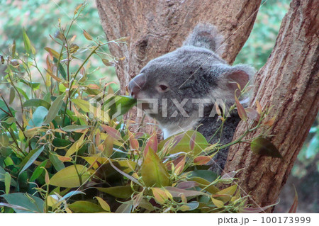 【大阪】天王寺動物園の動物たち 【大阪】天王寺動物園の動物たち 100173999