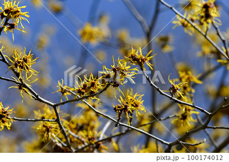 マンサク マンサク 100174012