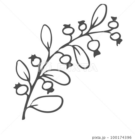Doodle hand drawn leaves, foliage, cute elegant aesthetic plant isolated on white background. Border, design element, sketchy drawing 100174396