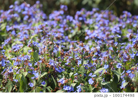 an Eranthemum pulchellum or Blue Sage, Death Camas 100174498