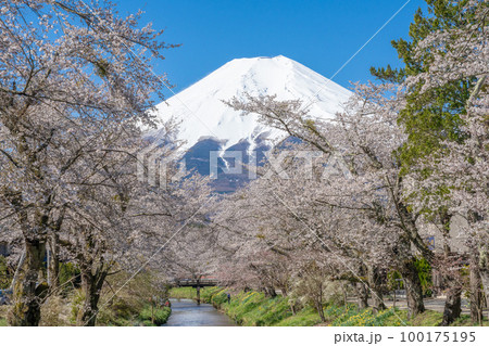 【早春の日本】忍野八海から見た富士山 100175195