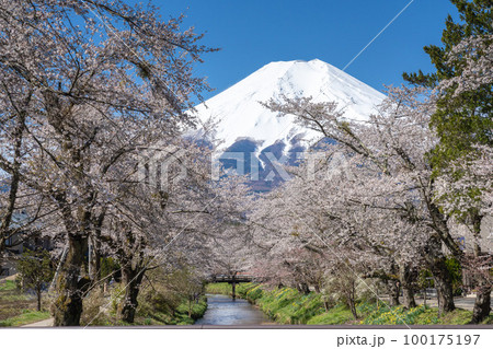 早春の日本】忍野八海から見た富士山の写真素材 [100175197] - PIXTA