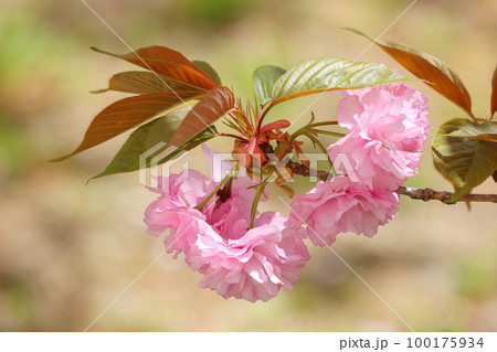 ブローチのような八重桜 ブローチのような八重桜 100175934