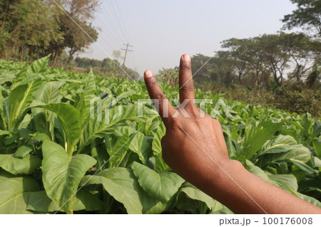 tobacco farm with finger sign for deaf 100176008