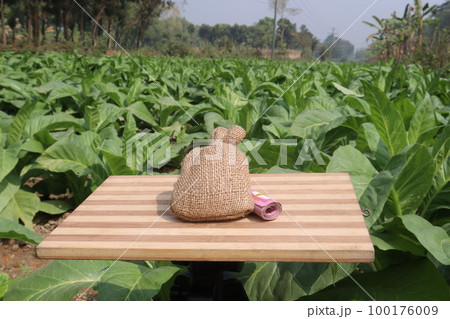 tobacco farm with money bag and cigarette for harvest 100176009