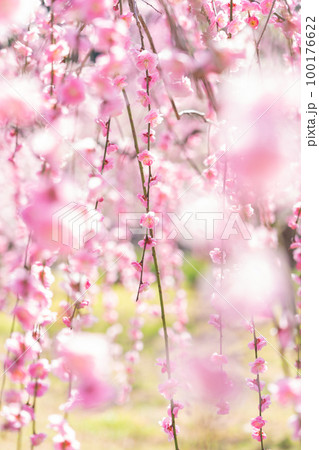 梅・春の訪れ イメージ 100176622