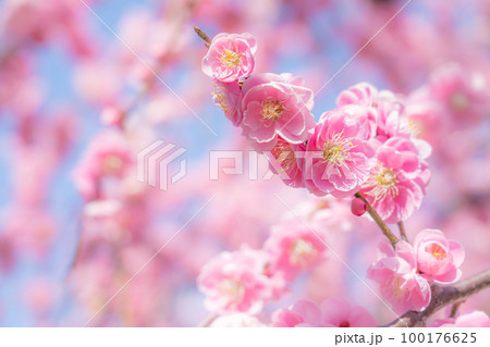 梅・春の訪れ イメージ 梅・春の訪れ イメージ 100176625