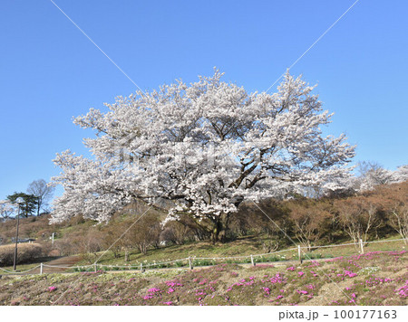 栃木県矢板市　長峰公園 100177163