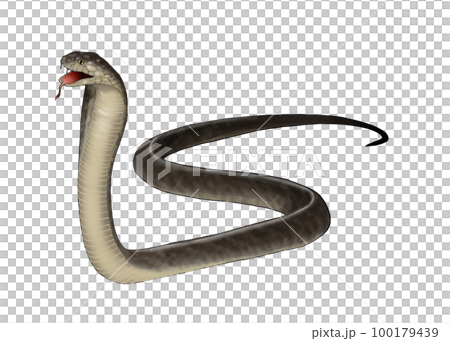 威嚇するキングコブラ 100179439