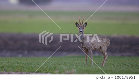 Roe Deer(Capreolus capreolus) male looking at camera Roe Deer(Capreolus capreolus) male looking at camera 100179951