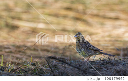 Yellowhammer(Emberiza citrinella) female in summer  100179962