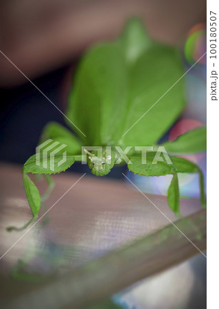 green walking leaf from the front green walking leaf from the front 100180507