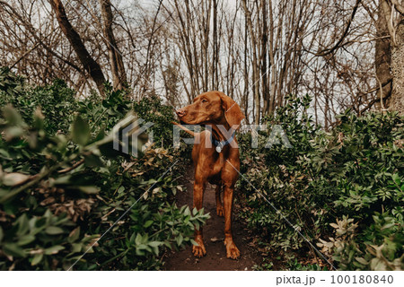 Hungarian Vizsla Pointer Dog Walking in Forest Hungarian Vizsla Pointer Dog Walking in Forest 100180840