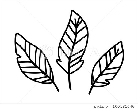 Vector bohemian style feathers isolated on white background. Boho line art design elements set Vector bohemian style feathers isolated on white background. Boho line art design elements set 100181046