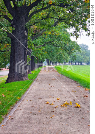 Beautiful alley of green trees for walking. Outdoor recreation. 100181644