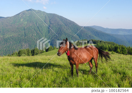 Brown horse in a pasture in the mountains Brown horse in a pasture in the mountains 100182564