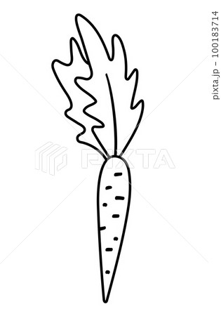 Vector black and white carrot. Outline autumn vegetable. Veggie line illustration isolated on white background. Healthy food icon 100183714