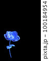 黒バックの青いアネモネ 100184954