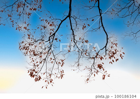 秋の落とし物 100186104