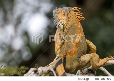 コスタリカ カーニョネグロ野生保護区で撮影した雄のイグアナ 100186105
