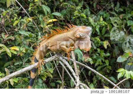 コスタリカ カーニョネグロ野生保護区で撮影した雄のイグアナ 100186107