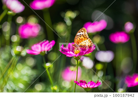 秋桜 秋桜 100187942
