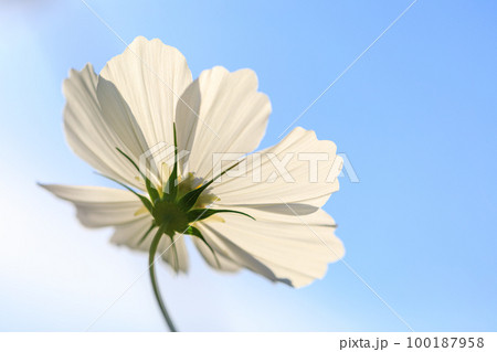 秋桜 100187958