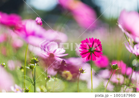 秋桜 秋桜 100187960