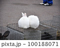 Two snow-white bunnies on the cage 100188071