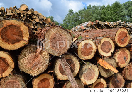 切り出された杉の丸太 切り出された杉の丸太 100188081