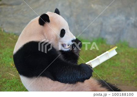 おいしそうに竹を食べる陽浜 100188100