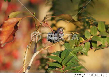 熟したカクレミノの実・2022年12月　 100189158