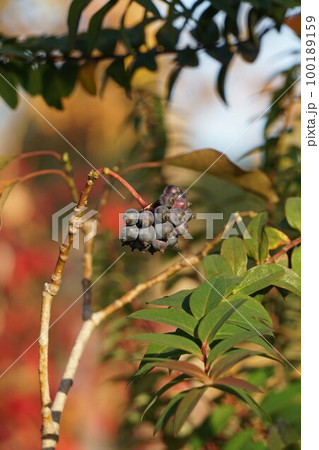 熟したカクレミノの実・2022年12月　 100189159