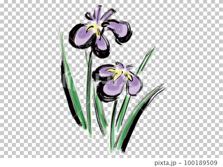 菖蒲の手描き筆書きイラスト 100189509