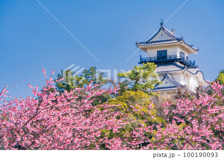 （静岡県）カケガワザクラ(掛川桜)越しの掛川城 100190093