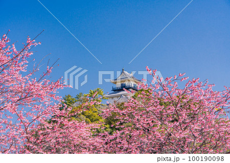 （静岡県）カケガワザクラ(掛川桜)越しの掛川城 100190098